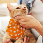 Pet Bandana – Small - 66532_129399.jpg