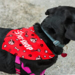 Pet Bandana – Large - 66534_127068.jpg
