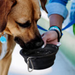Silicone Collapsible Pet Bowl - 66542_125814.jpg