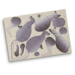 BRANDCRAFT Kangaroo Wooden Model - 66577_125490.jpg