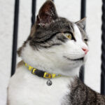Amigo Cat Collar - 66720_129557.jpg